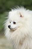 SPITZ ALLEMAND 414